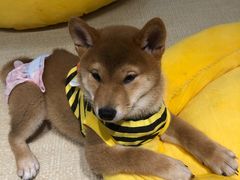 -逗柴咖啡屋·狗咖猫咖宠物桌游