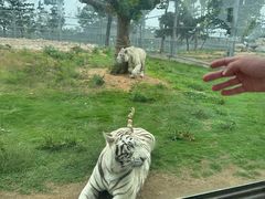 -西霞口神雕山野生动物世界