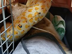 -动物缘宠物医院·骨科·猫科(西二环店)