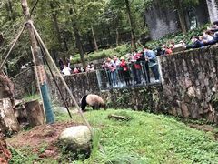 -都江堰中华大熊猫苑