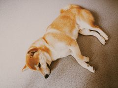 -喜柴咖啡·柴犬狗咖