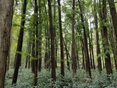 -上海共青森林公园