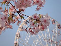 -顾村公园