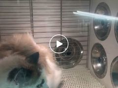 -猫宠乐园·专业洗护
