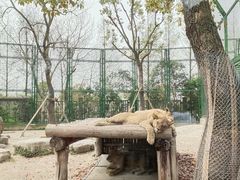 -上海野生动物园