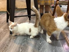 -浣熊柯尔鸭土拨鼠·电玩咖