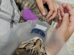-纳吉亚猫专科动物医院博雅分院