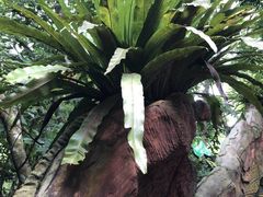 -呀诺达热带雨林