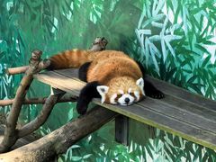 -西霞口神雕山野生动物世界