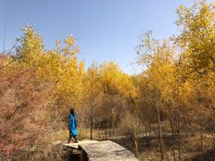 -金塔沙漠胡杨林景区