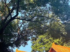 -深圳仙湖植物园