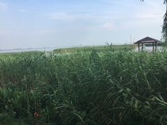 -太湖湖滨国家湿地公园-停车场