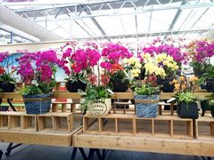 -荷兰花海