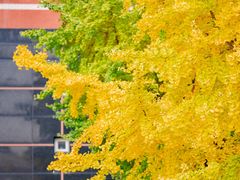 -四川大学(望江校区)