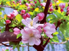 -海棠花溪(元大都城垣遗址公园)