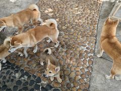 -柴犬高等学院·狗咖·柴犬售卖·宠物训练