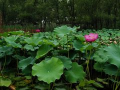 -微山湖红荷湿地景区