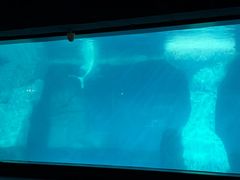 -海合安武汉极地海洋公园