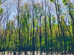 -东升八家郊野公园
