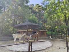 -沈阳森林动物园