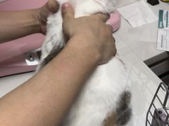 -瑞派·关忠动物医院猫科外科·异宠·24小时转诊中心(祥云店)