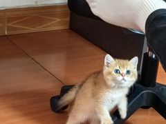-贝康宠物医院·犬猫全科·小动物特色诊疗中心(东环路店)