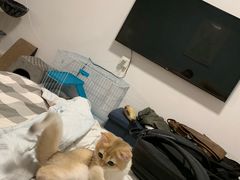 -东方名猫馆·英短金渐层布偶猫舍(环线广场1号楼店)