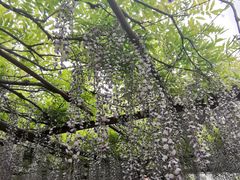 -嘉定紫藤园