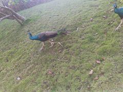 -西双版纳融创皇冠假日度假酒店