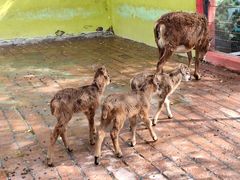 -荆州中山公园动物园