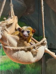 -Zoolung Zoolung动物主题公园(海信广场店)