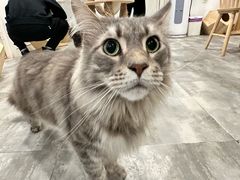 -楼上猫咖(罗湖店)