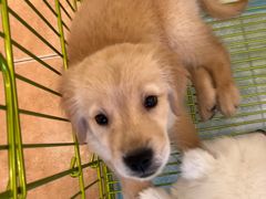 -Let's go狗咖·猫咖·奶狗·桌游(春熙路IFS店)