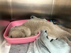 -瑞派康怡24h宠物医院·犬猫医疗中心·微创绝育(瑞景分院)