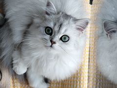 -艾贝尔宠物医院·24H转诊中心·肿瘤猫专科(江宁双龙店)