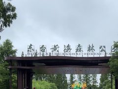 -黄海国家森林公园