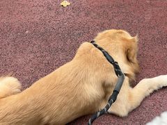 -两河城市森林公园