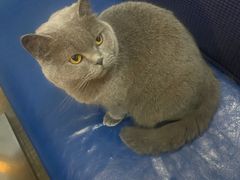 -猫咪咖啡·猫咖(万达广场店)
