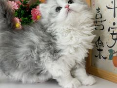 -小猫来了·猫舍(红山六九七九店)