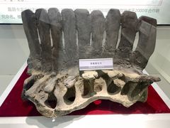 -嘉荫恐龙国家地质公园
