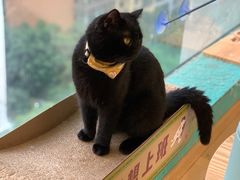 -猫在这儿猫咪咖啡馆·撸猫馆