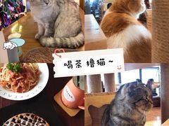 -喵园·猫主题咖啡厅·撸猫·猫咖(国贸店)
