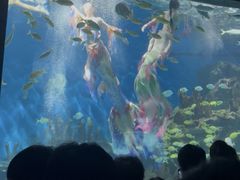 -海合安武汉极地海洋公园