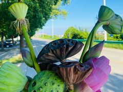 -洪湖生态旅游区