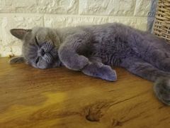 -平行世界·猫咖(首经贸店)