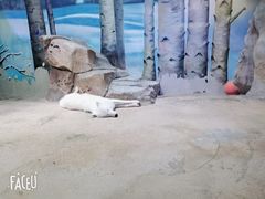 -芜湖新华联大白鲸海洋公园