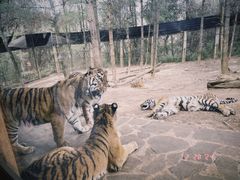 -云南野生动物园