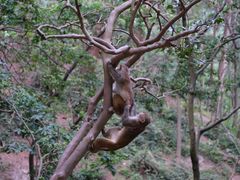 -黔灵山公园