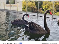 -行者书屋大堂吧 ·下午茶(南京圣和府邸酒店)