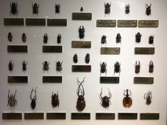 -上海昆虫博物馆